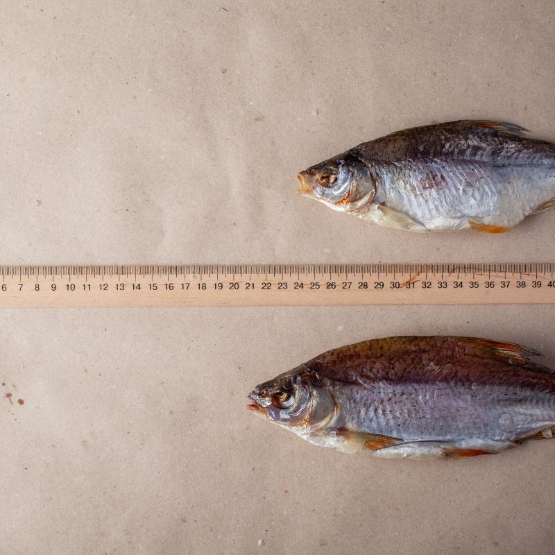 Тарань средня розмір