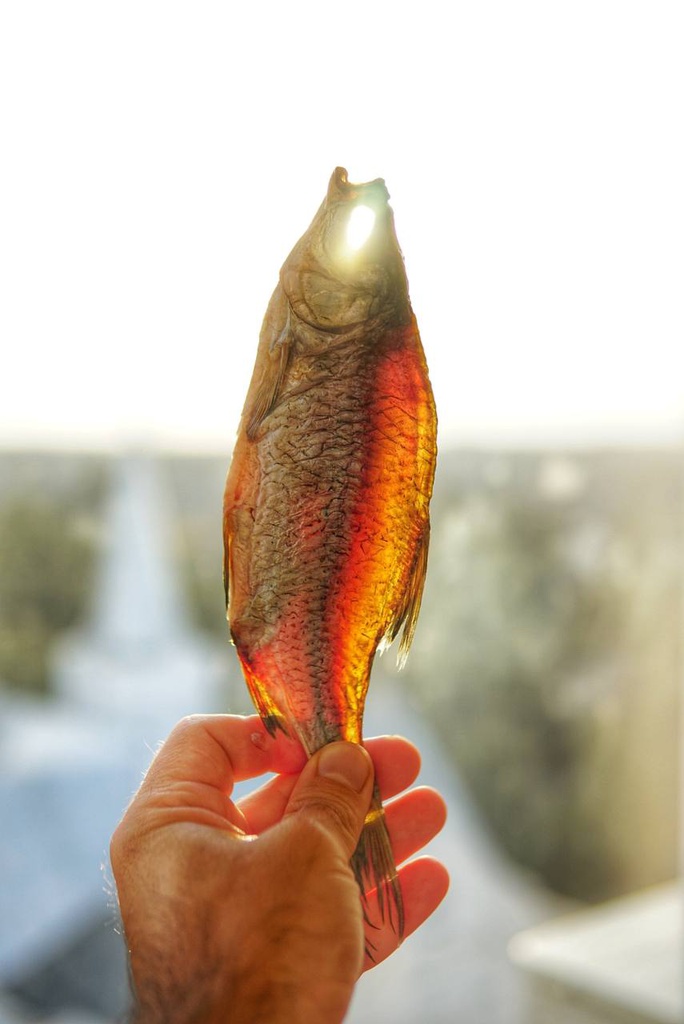 Тарань світеться