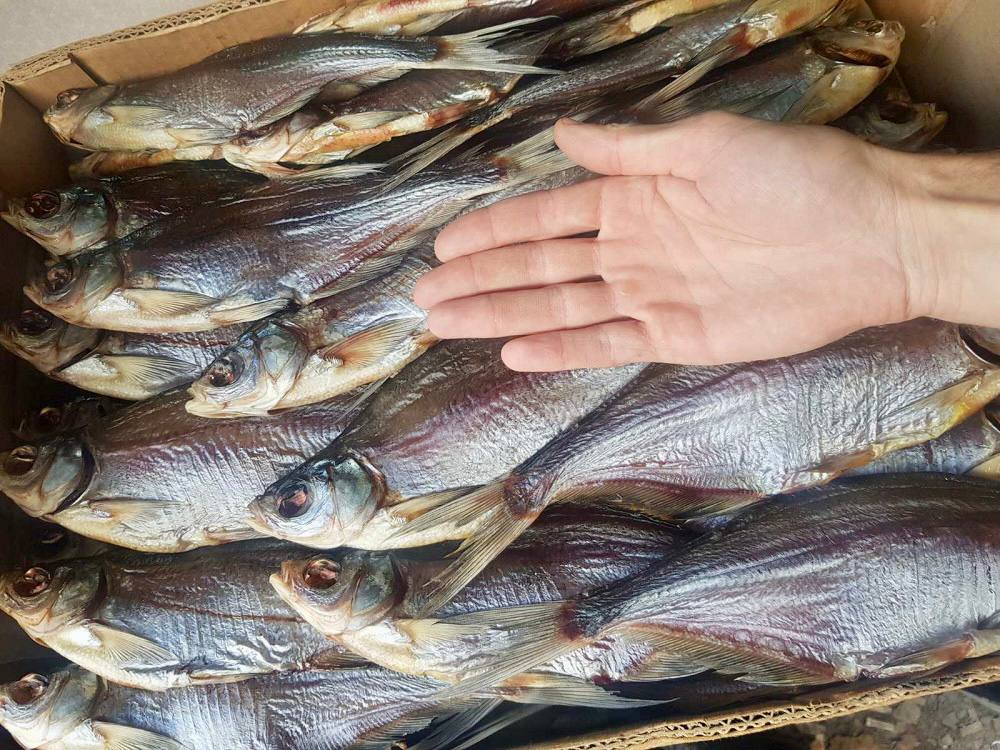 в'ялений cинець