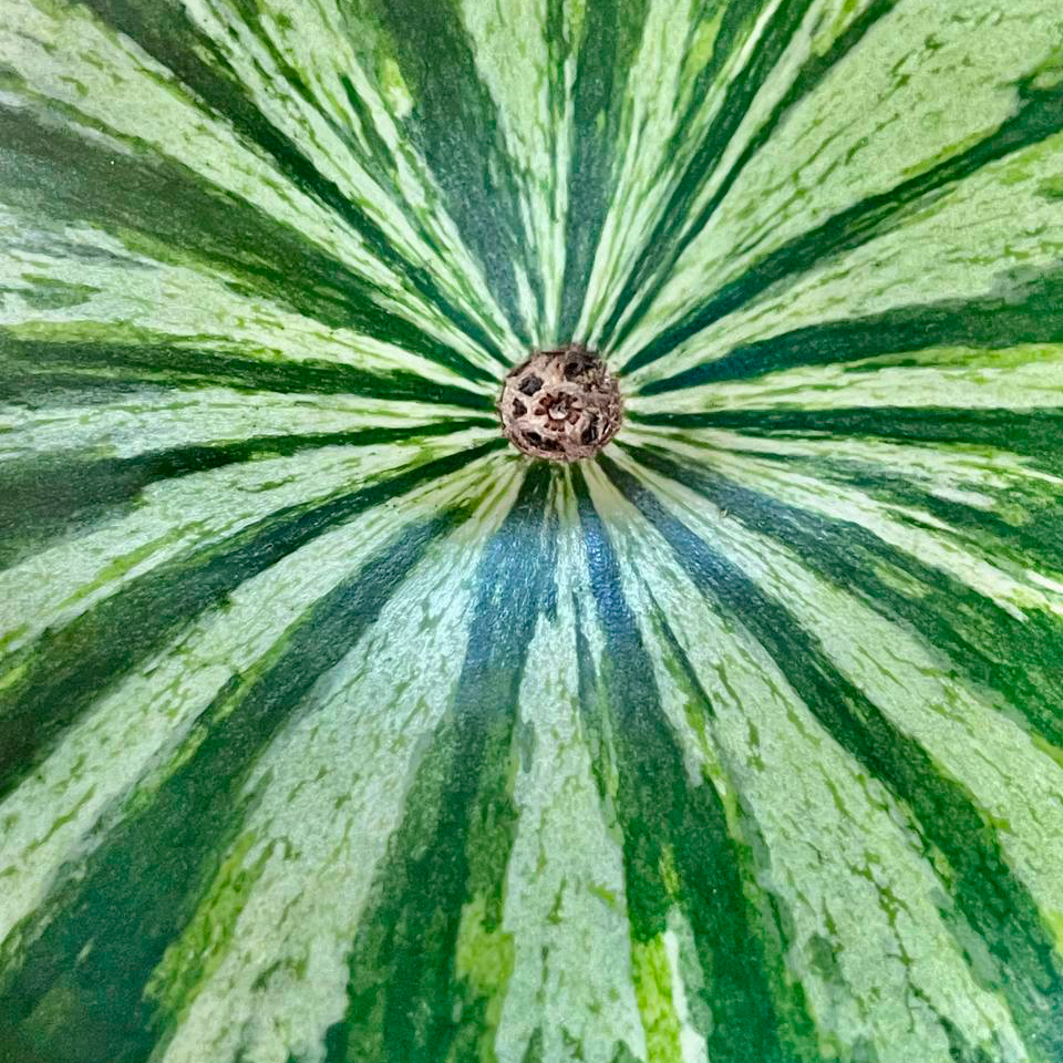 Вільний Херсонський Кавун